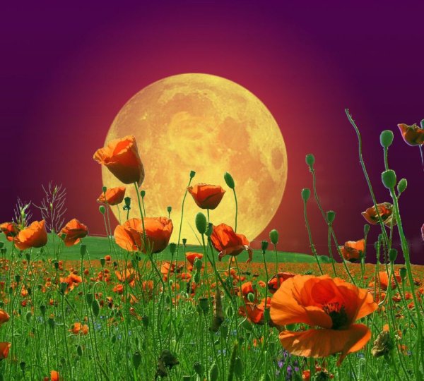 Фиолетовый вечер