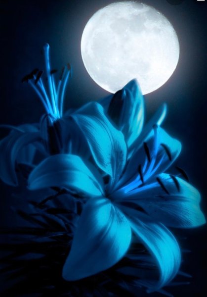 Яблони в цвету вечер