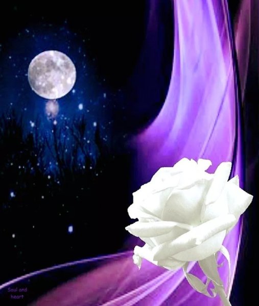 Спокойной ночи с черемухой