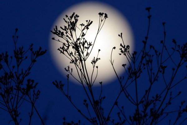 Доброй весенней ночи девчонки