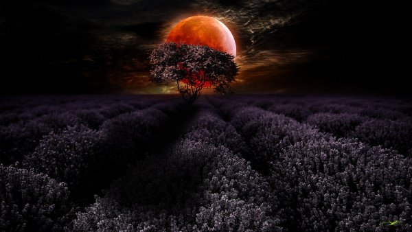 Красивая Луна и цветы