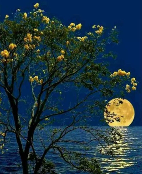 Цветы ночью