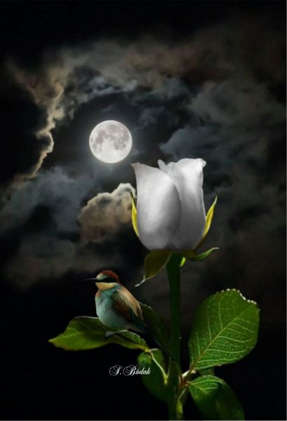 Любовь не терпит объяснений ей нужны поступки