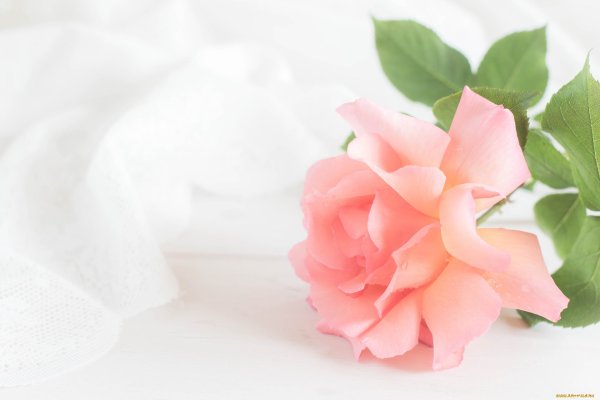 Фон розы нежные