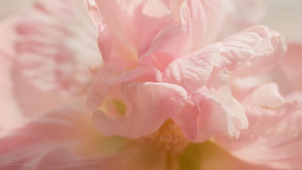 Акварели Альберто Гильена