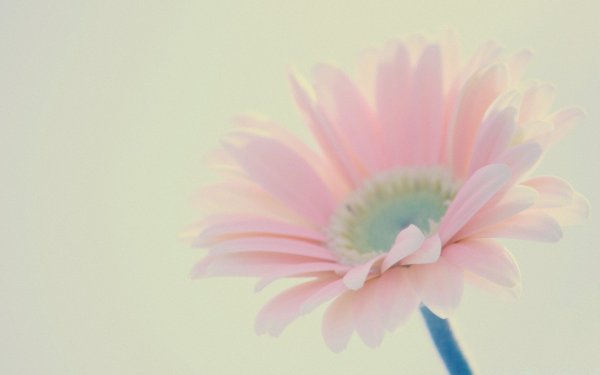 Фон весенний нежный