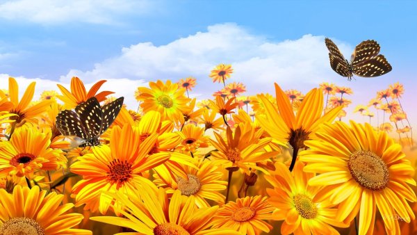 Яркое солнце природа