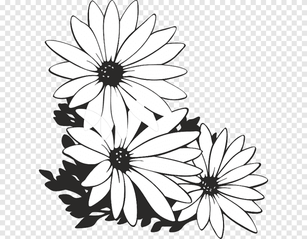 Ромашка черно белая