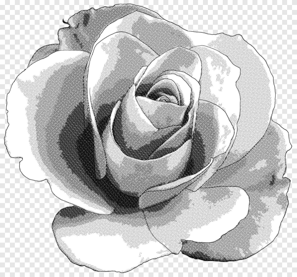 Монохромные цветы