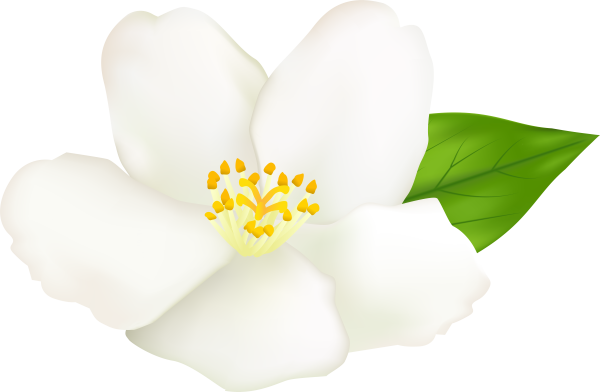 Белые цветочки