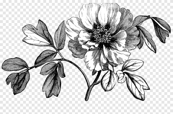 Гравюра цветы