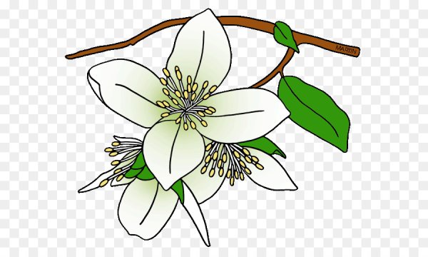 Белые цветы рисунок