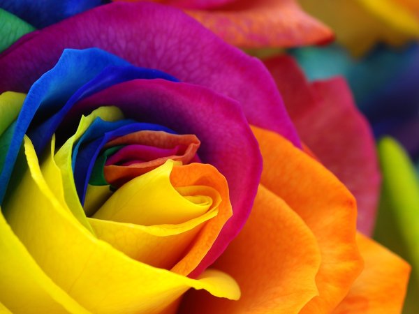 Разноцветные цветы