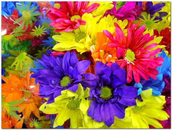 Яркие крупные цветы