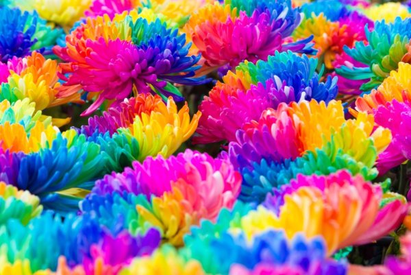 Разноцветные цветы
