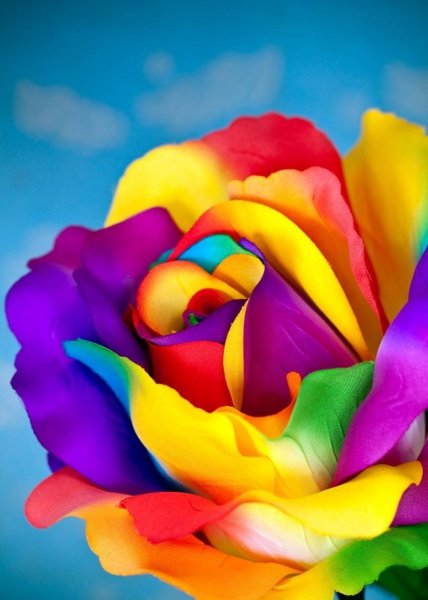 Разные цветы