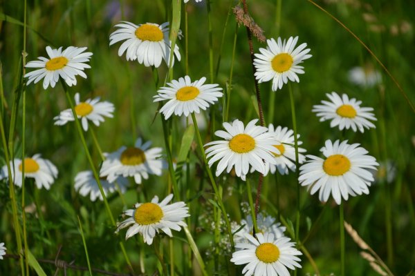 Ромашка Польова