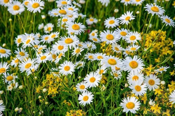 Ромашка Полевая и Садовая