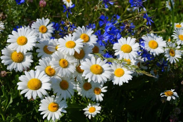 Полевые ромашки