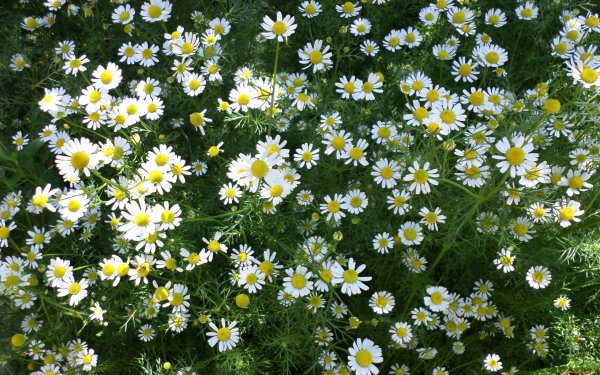 Ромашка шершавоплодная