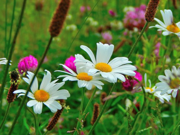 Ромашка цветы