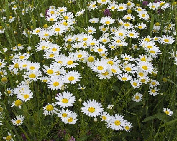 Полевые ромашки