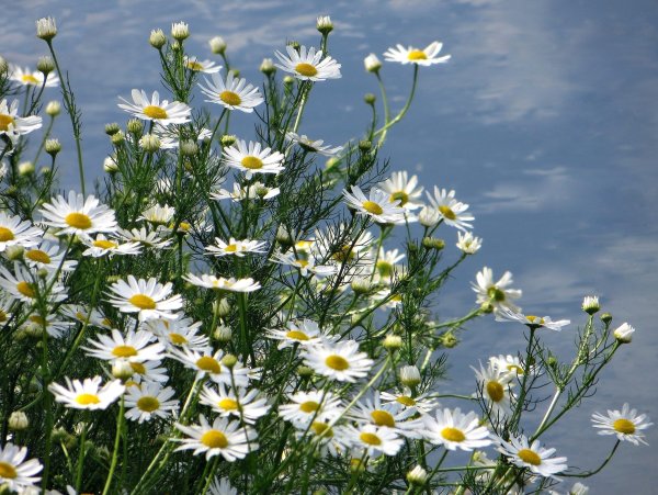 Луговые цветы ромашки Забайкалья