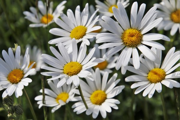 Ромашка Польова