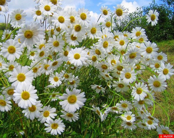 Букет полевых ромашек