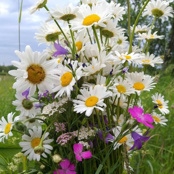 Ромашки на лугу