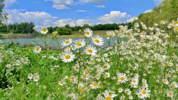 Красивые луговые цветы