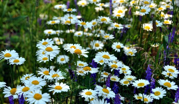 Василек Незабудка, нивяник