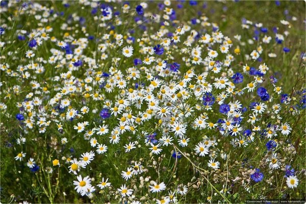 Маки и ромашки