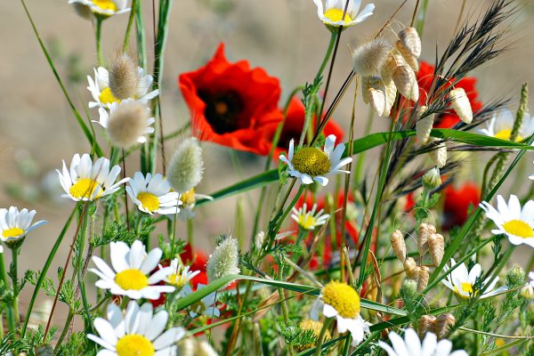 Ромашковое поле картинки