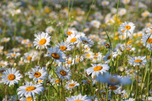 Красивые полевые ромашки