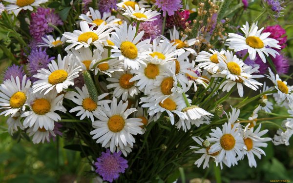 Красивые полевые ромашки