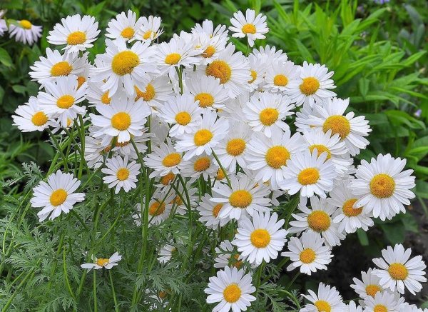 Полевые ромашки