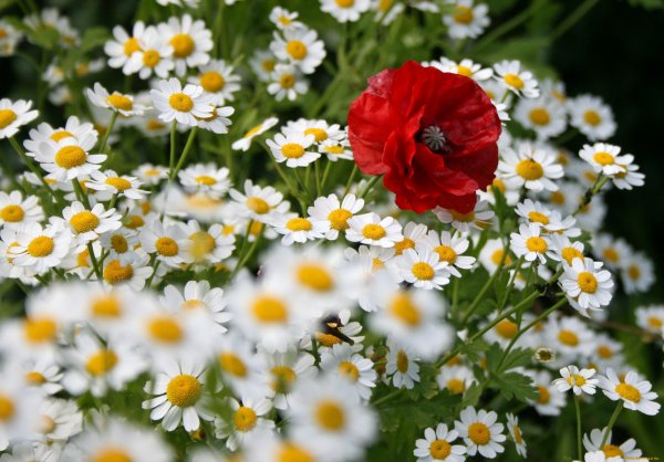 Ромашки на лугу