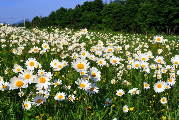 Ромашка Луговая