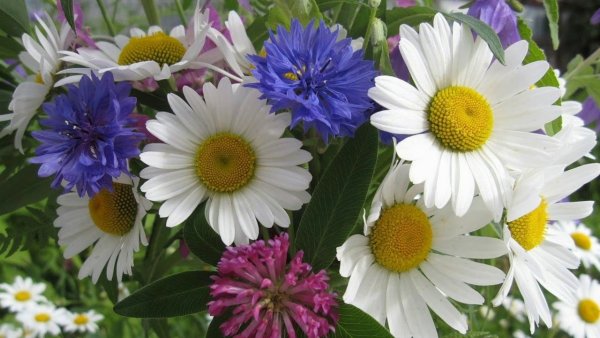 Полевые цветы васильки и ромашки