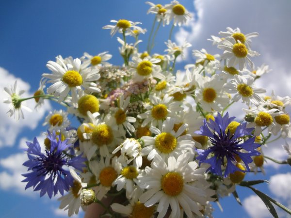 Ромашки на лугу