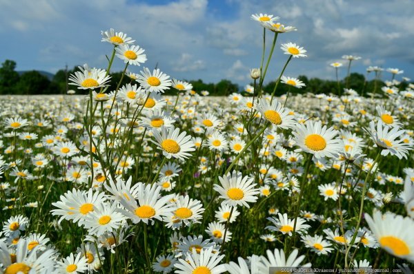 Лето картинки