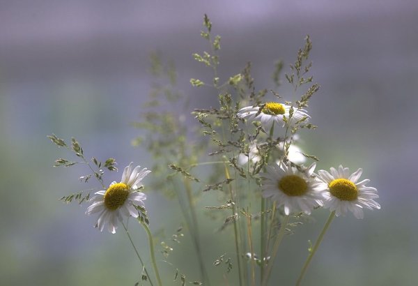 Ромашковое поле