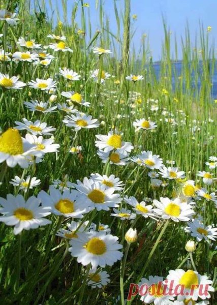 Ромашка Ромашка цветок полевой