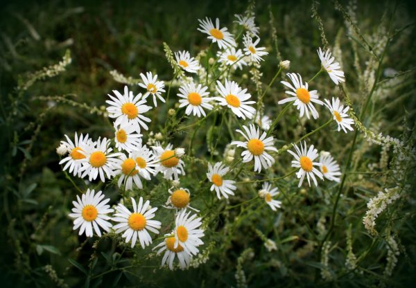 Ромашки белые полевые