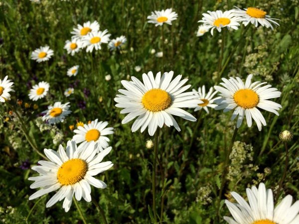 Полевые ромашки