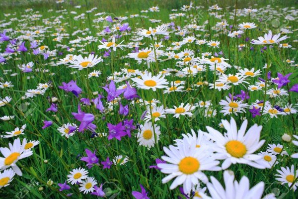 Нежные полевые цветы