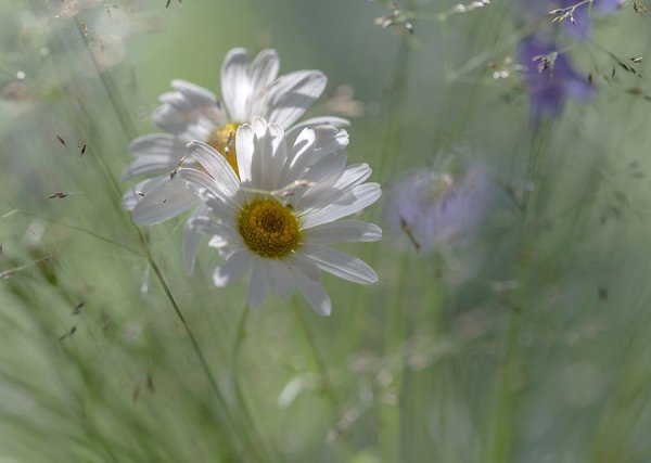 Ромашки и васильки