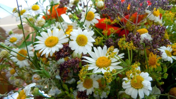 Ромашка мелколепестник Полевая