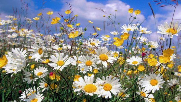 Ромашка цветы